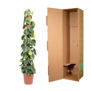 Philodendron Scandens Brasil mosstok – Ø27cm – 150cm