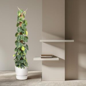 Philodendron Scandens Brasil mosstok – Ø27cm – 150cm