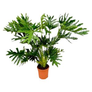 Philodendron Selloum – Ø30cm – 150cm