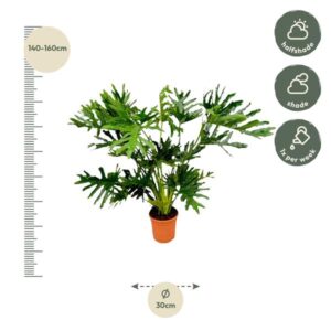 Philodendron Selloum – Ø30cm – 150cm