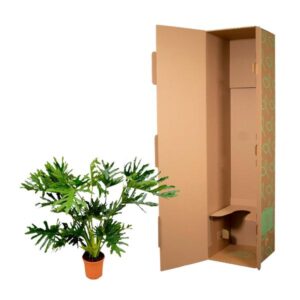 Philodendron Selloum – Ø30cm – 150cm