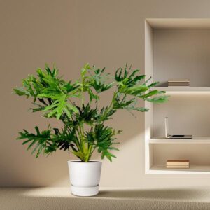 Philodendron Selloum – Ø30cm – 150cm