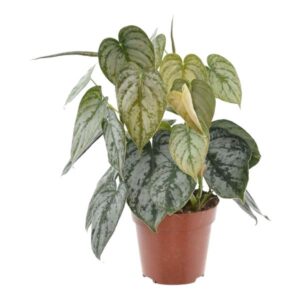 Philodendron Brandtianum Ø12cm – 35cm