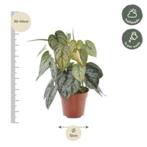 Philodendron Brandtianum Ø12cm – 35cm