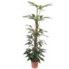 Philodendron Dragon Tail mosstok – Ø27cm – 150cm