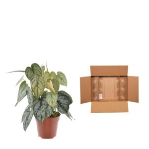 Philodendron Brandtianum Ø12cm – 35cm