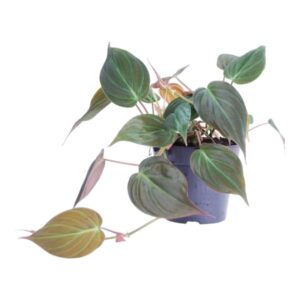 Philodendron scandens ‘Micans’ – Ø12cm – 25cm