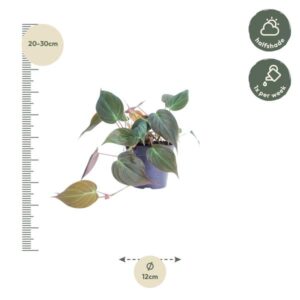 Philodendron scandens ‘Micans’ – Ø12cm – 25cm