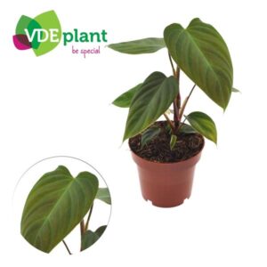 Philodendron Nangaritens – Ø12cm – 25cm