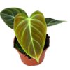 Philodendron El Choco Red – Ø10,5cm – 15cm