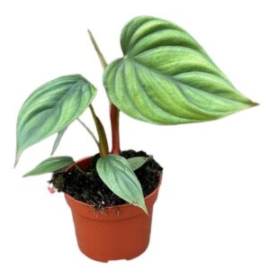 Philodendron Sp Colombia – Ø10,5cm – 15cm