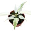 Philodendron Florida Ghost – Ø10,5cm – 15cm