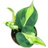 Philodendron Cream Splash – Ø10,5cm – 15cm