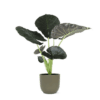 Alocasia Regal Shield Ø21cm – 100cm in Boule OLIJF pot