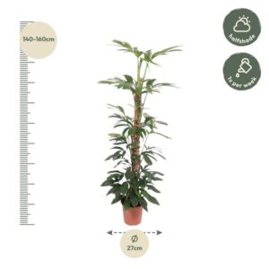 Philodendron Dragon Tail mosstok – Ø27cm – 150cm