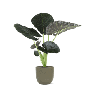 Alocasia Regal Shield Ø21cm – 100cm in Boule OLIJF pot