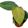 Philodendron Nangaritense – Ø10,5cm – 15cm