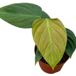 Philodendron Nangaritense – Ø10,5cm – 15cm