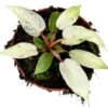 Philodendron Snowdrift – Ø10,5cm – 15cm