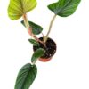 Philodendron Serpens – Ø10,5cm – 15cm