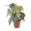 Philodendron Brandtianum – Ø12cm – 35cm