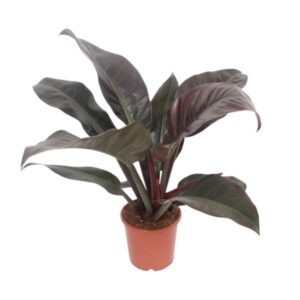 Philodendron Imperial Red – Ø17cm – 60cm