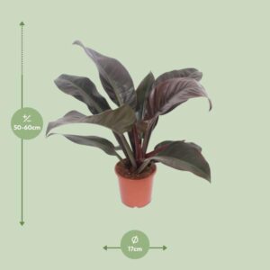 Philodendron Imperial Red – Ø17cm – 60cm