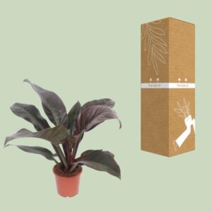 Philodendron Imperial Red – Ø17cm – 60cm