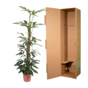 Philodendron Dragon Tail mosstok – Ø27cm – 150cm