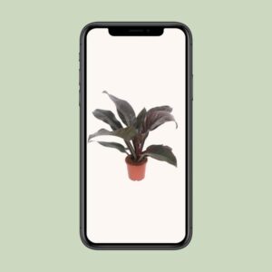 Philodendron Imperial Red – Ø17cm – 60cm