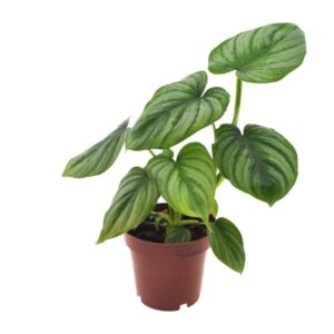 Philodendron Mamei – Ø12cm – 25cm