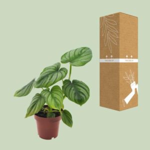 Philodendron Mamei – Ø12cm – 25cm