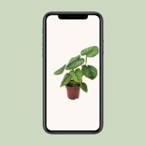 Philodendron Mamei – Ø12cm – 25cm