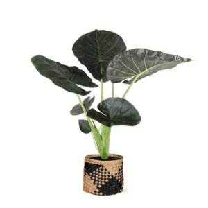 Alocasia Regal Shield Ø21cm – 100cm in Albury BLACK mand