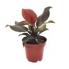 Philodendron Imperial Red – Ø12cm – 25cm