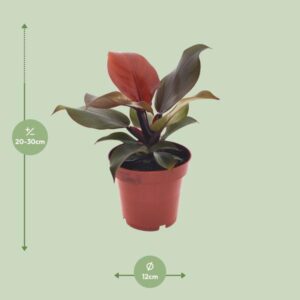 Philodendron Imperial Red – Ø12cm – 25cm