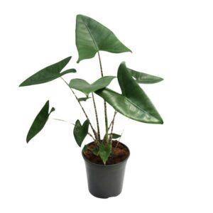 Alocasia Zebrina – Ø21cm – 80cm