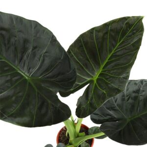 Alocasia Regal Shield Ø21cm – 100cm