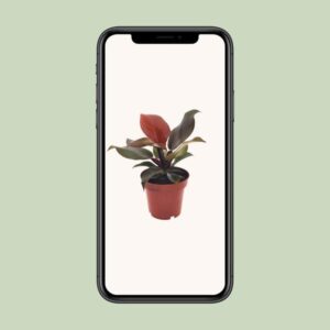 Philodendron Imperial Red – Ø12cm – 25cm