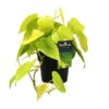 Philodendron Lime – Ø12cm – 20cm