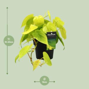 Philodendron Lime – Ø12cm – 20cm