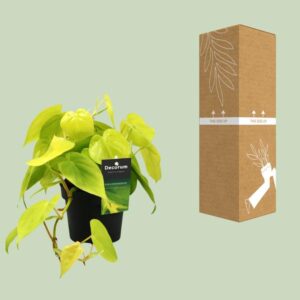 Philodendron Lime – Ø12cm – 20cm