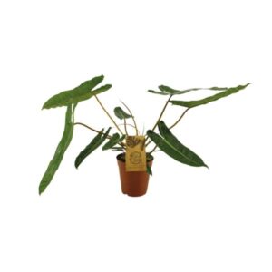 Philodendron Billetiae – Ø15cm – 50cm