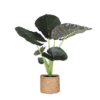 Alocasia Regal Shield Ø21cm – 100cm in Albury NATURAL mand