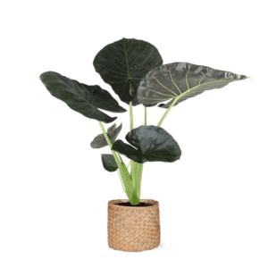 Alocasia Regal Shield Ø21cm – 100cm in Albury NATURAL mand