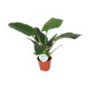 Philodendron Imperial Green – Ø17cm – 50cm