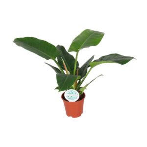 Philodendron Imperial Green – Ø17cm – 50cm