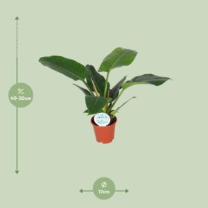 Philodendron Imperial Green – Ø17cm – 50cm