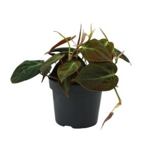 Philodendron Micans – Ø12cm – 15cm