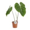 Philodendron Gloriosum – Ø15cm – 45cm